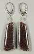 Spiderweb Agatized Dinosaur Bone (Gembone) Earrings #84743-4